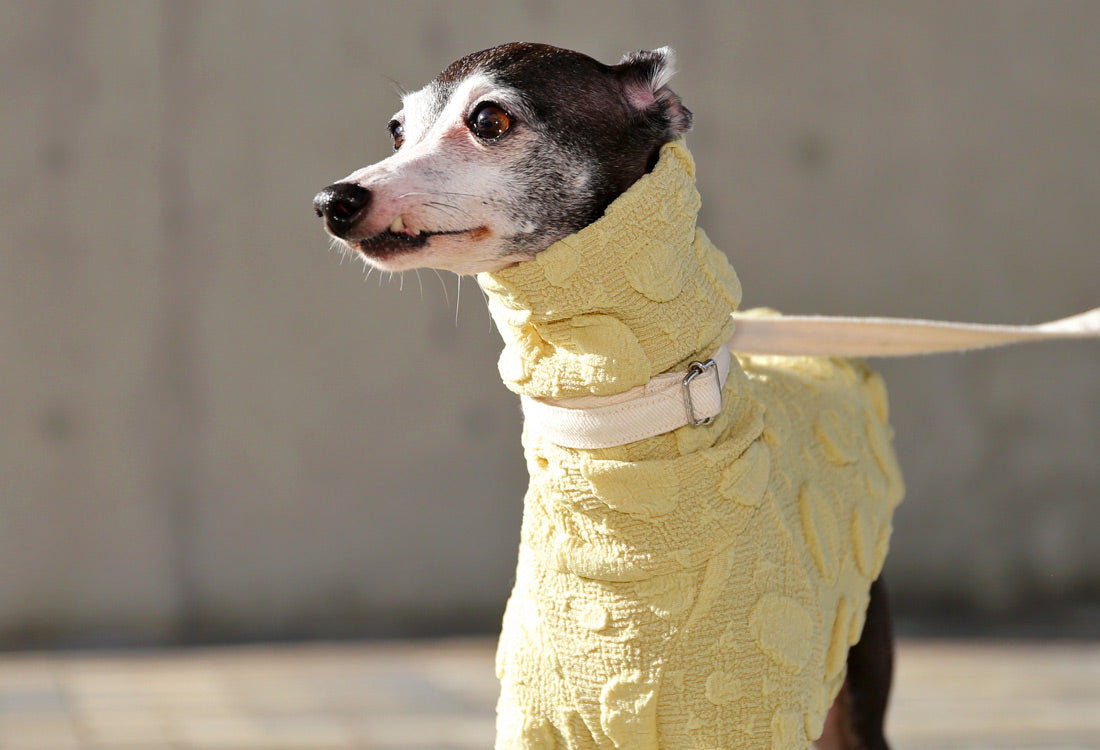 POCOPOCO - Italian Greyhound Clothes