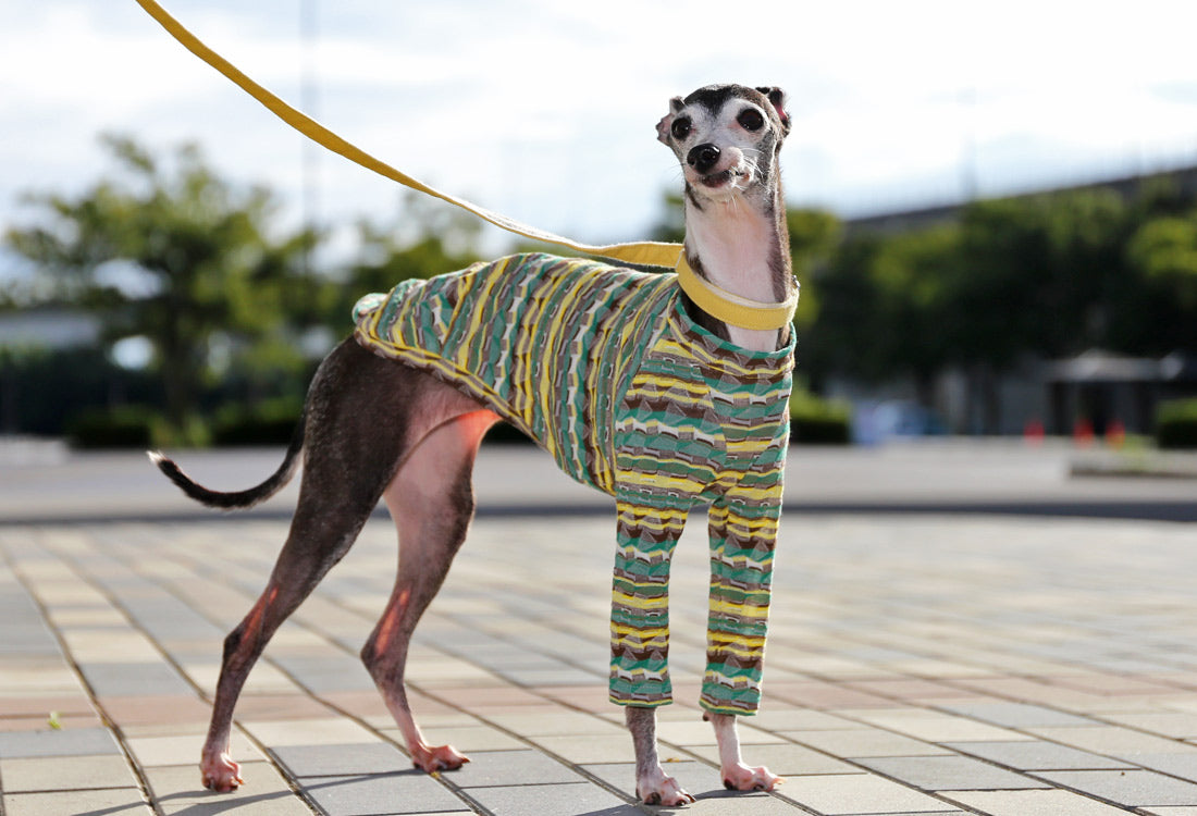 SOUGARA (green)- Italian Greyhound Clothes