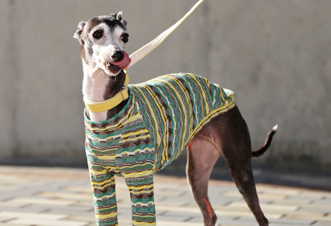 SOUGARA (green)- Italian Greyhound Clothes