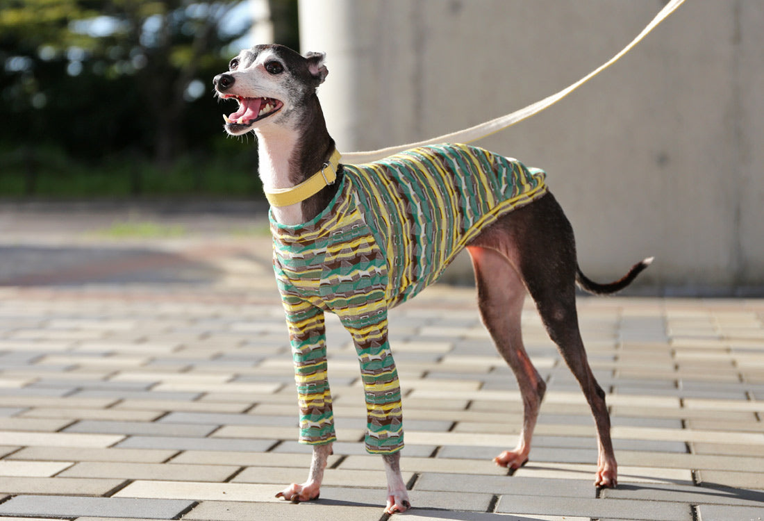 SOUGARA (green)- Italian Greyhound Clothes