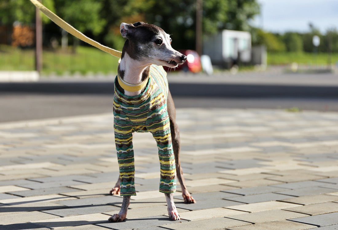 SOUGARA (green)- Italian Greyhound Clothes