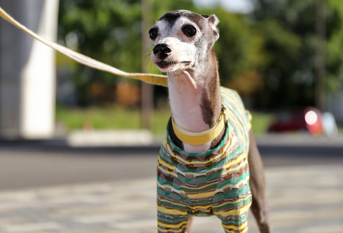 SOUGARA (green)- Italian Greyhound Clothes