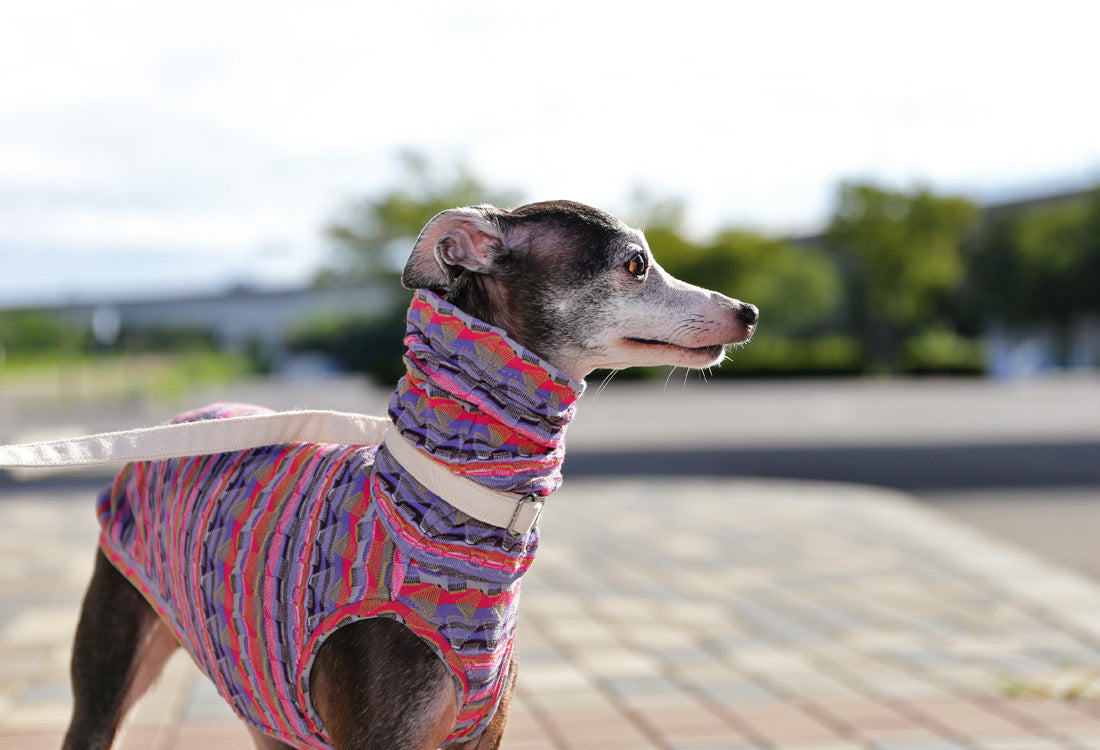 SOUGARA (purple)- Italian Greyhound Clothes