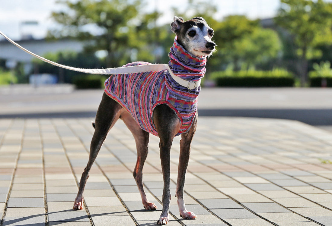 SOUGARA (purple)- Italian Greyhound Clothes