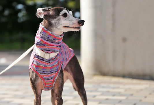 SOUGARA (purple)- Italian Greyhound Clothes