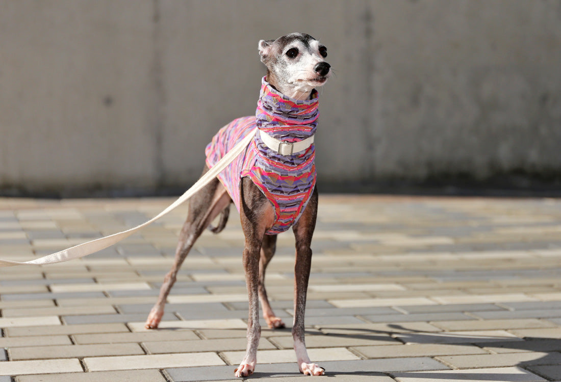 SOUGARA (purple)- Italian Greyhound Clothes