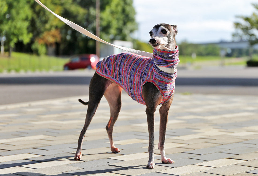 SOUGARA (purple)- Italian Greyhound Clothes