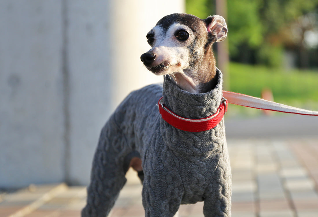 Quilted Cable Comfort (gray) - Italian Greyhound Clothes