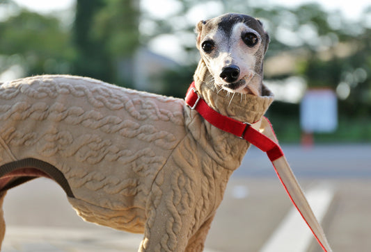 Quilted Cable Comfort (beige) - Italian Greyhound Clothes