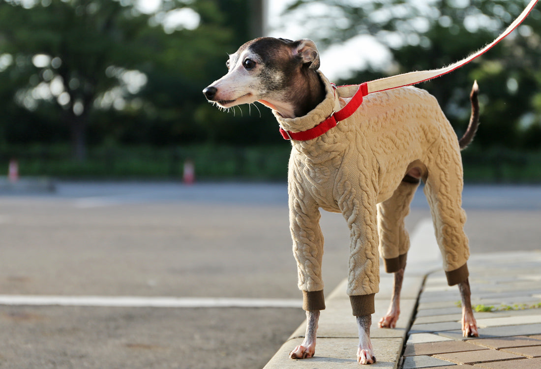 Quilted Cable Comfort (beige) - Italian Greyhound Clothes