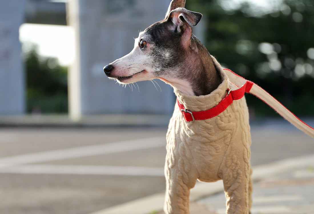 Quilted Cable Comfort (beige) - Italian Greyhound Clothes