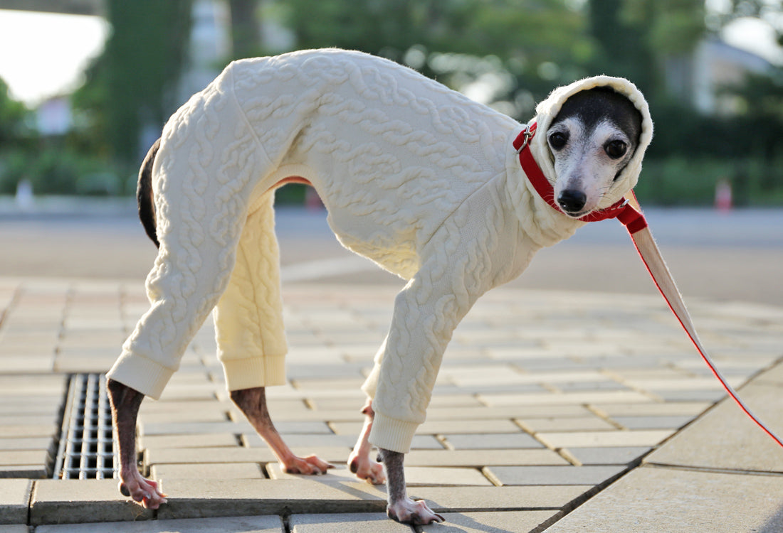 Quilted Cable Comfort (Ivory) - Italian Greyhound Clothes