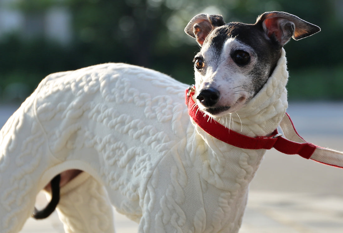 Quilted Cable Comfort (Ivory) - Italian Greyhound Clothes