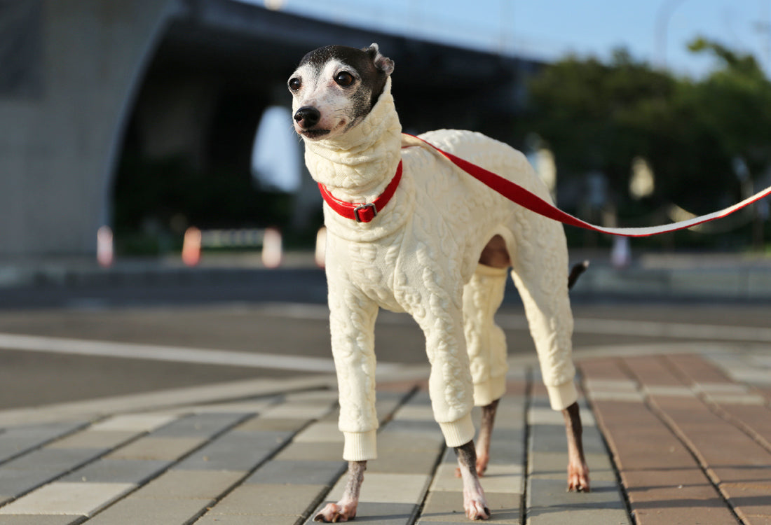 Quilted Cable Comfort (Ivory) - Italian Greyhound Clothes