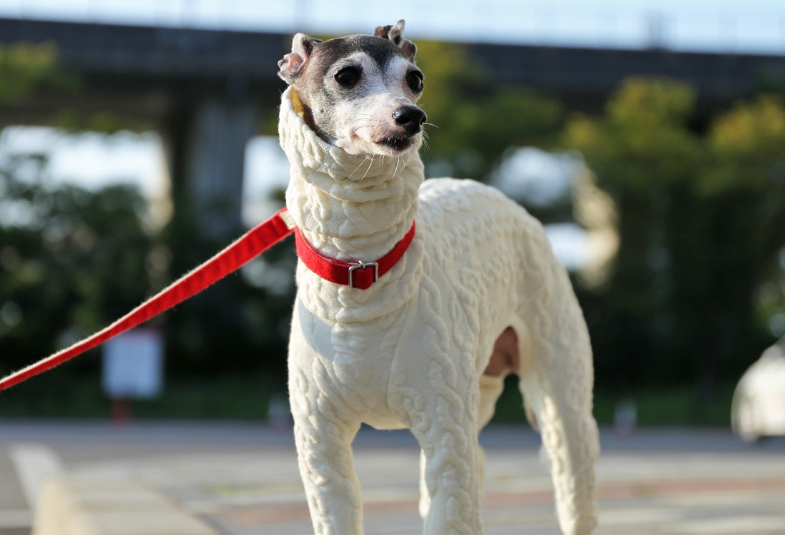 Quilted Cable Comfort (Ivory) - Italian Greyhound Clothes