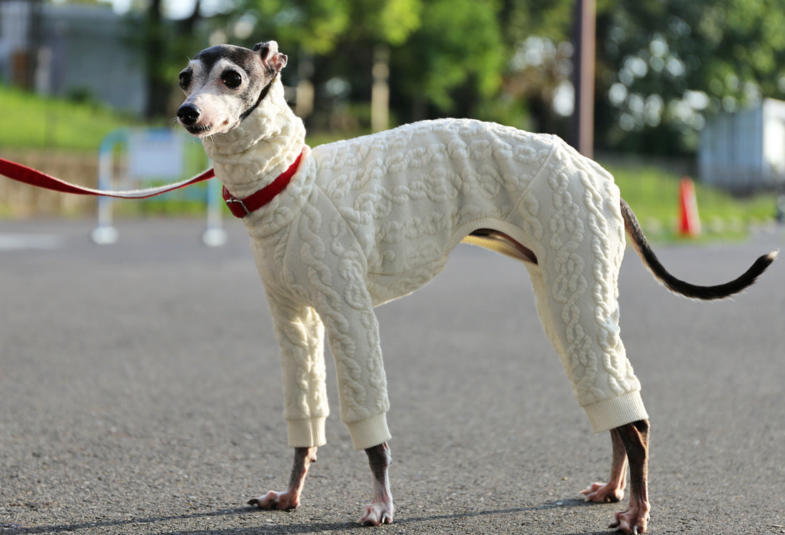 Quilted Cable Comfort (Ivory) - Italian Greyhound Clothes