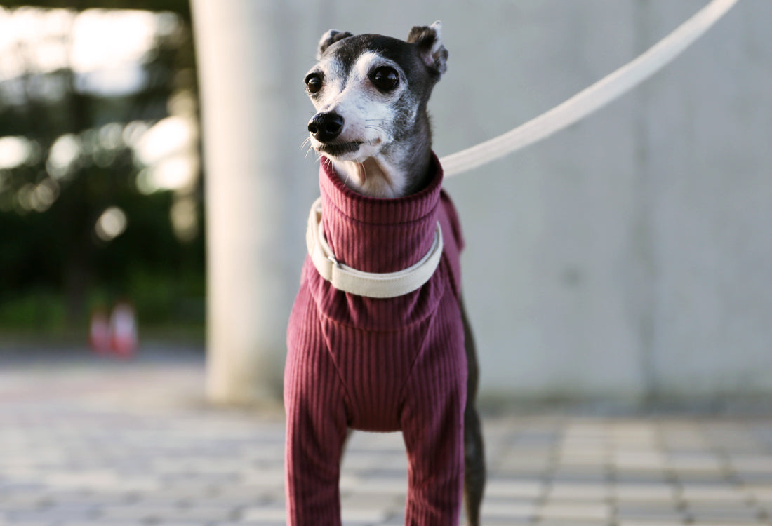 PIQUE bomber (burgundy)- Italian Greyhound Clothes