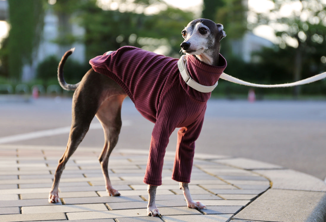 PIQUE bomber (burgundy)- Italian Greyhound Clothes