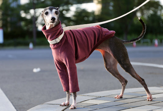 PIQUE bomber (burgundy)- Italian Greyhound Clothes