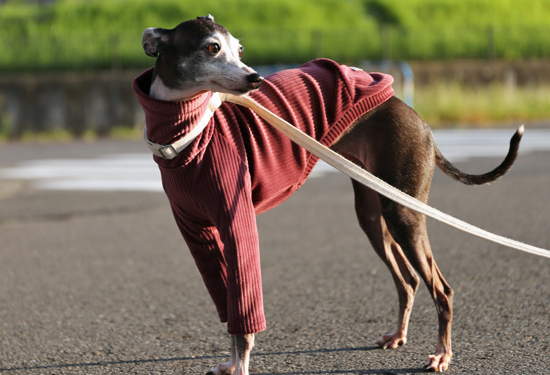 PIQUE bomber (burgundy)- Italian Greyhound Clothes