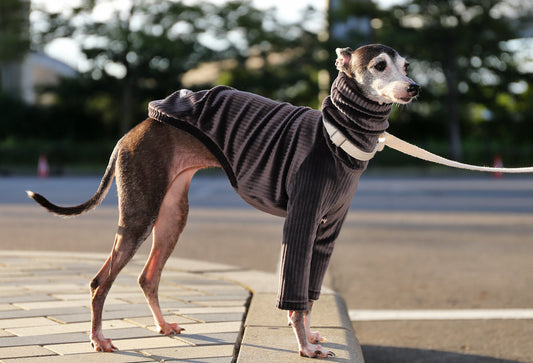 PIQUE bomber (taupe)- Italian Greyhound Clothes