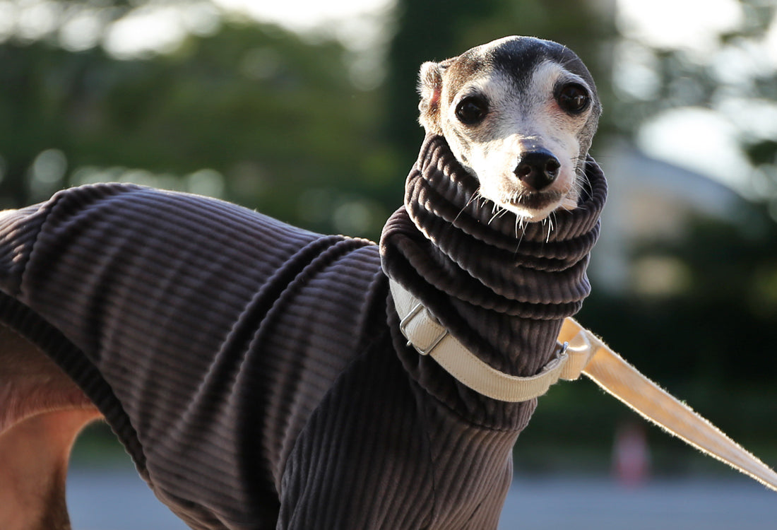 PIQUE bomber (taupe)- Italian Greyhound Clothes