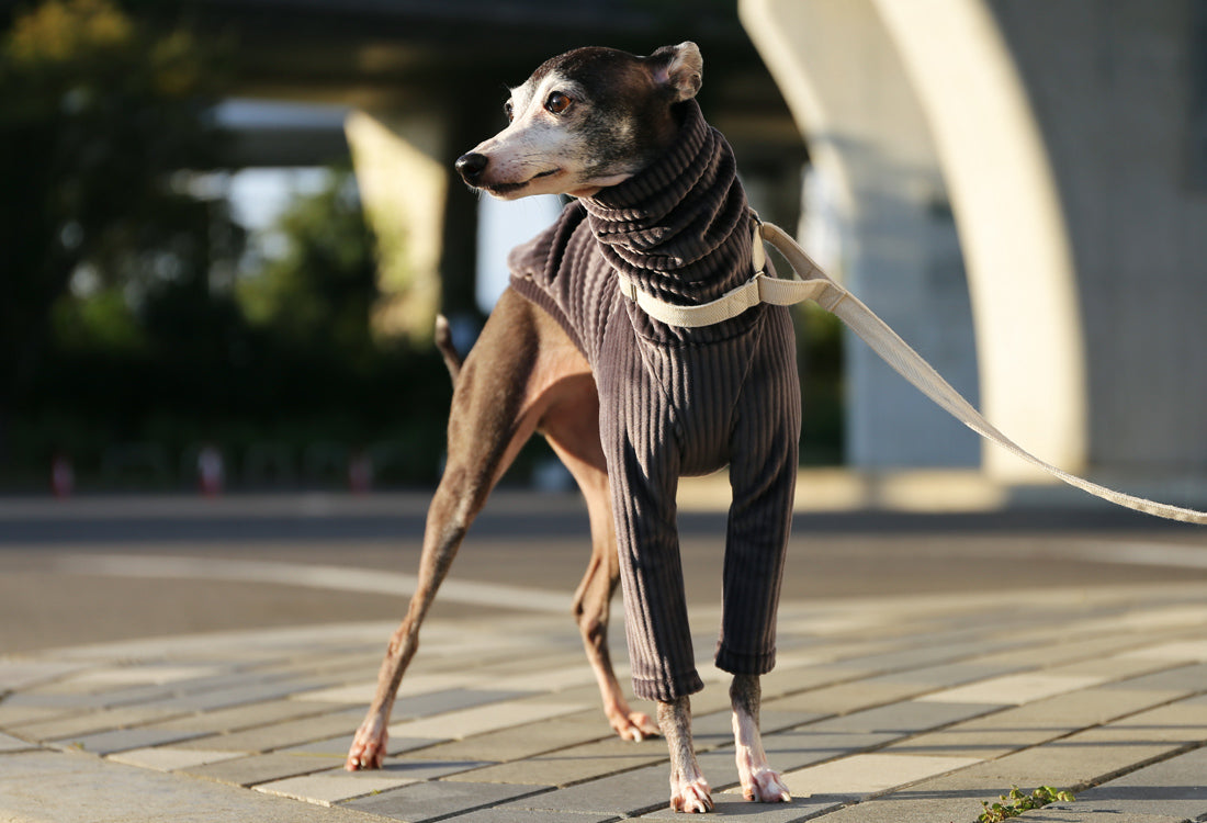 PIQUE bomber (taupe)- Italian Greyhound Clothes