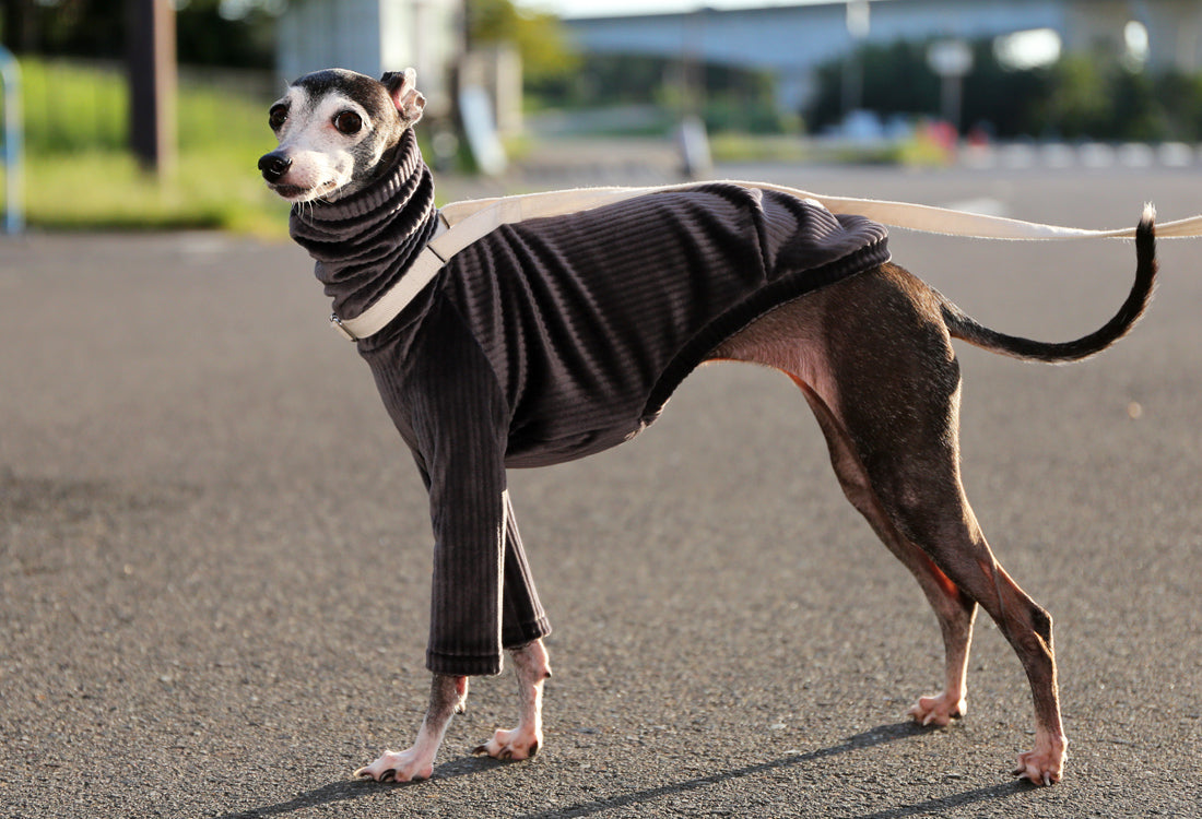 PIQUE bomber (taupe)- Italian Greyhound Clothes