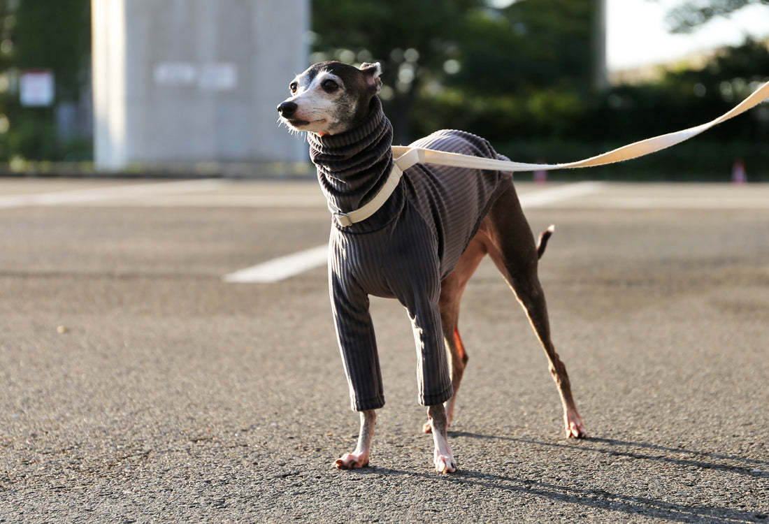 PIQUE bomber (taupe)- Italian Greyhound Clothes