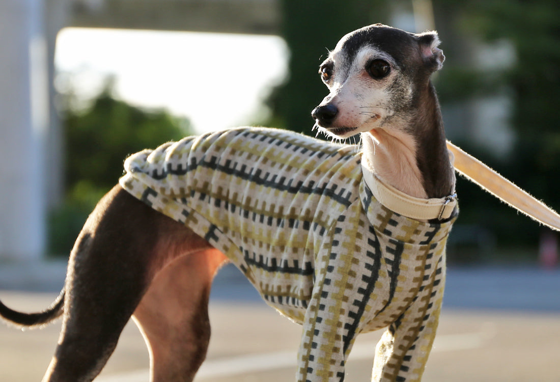 HAKO striped  (leaf green)- Italian Greyhound Clothes