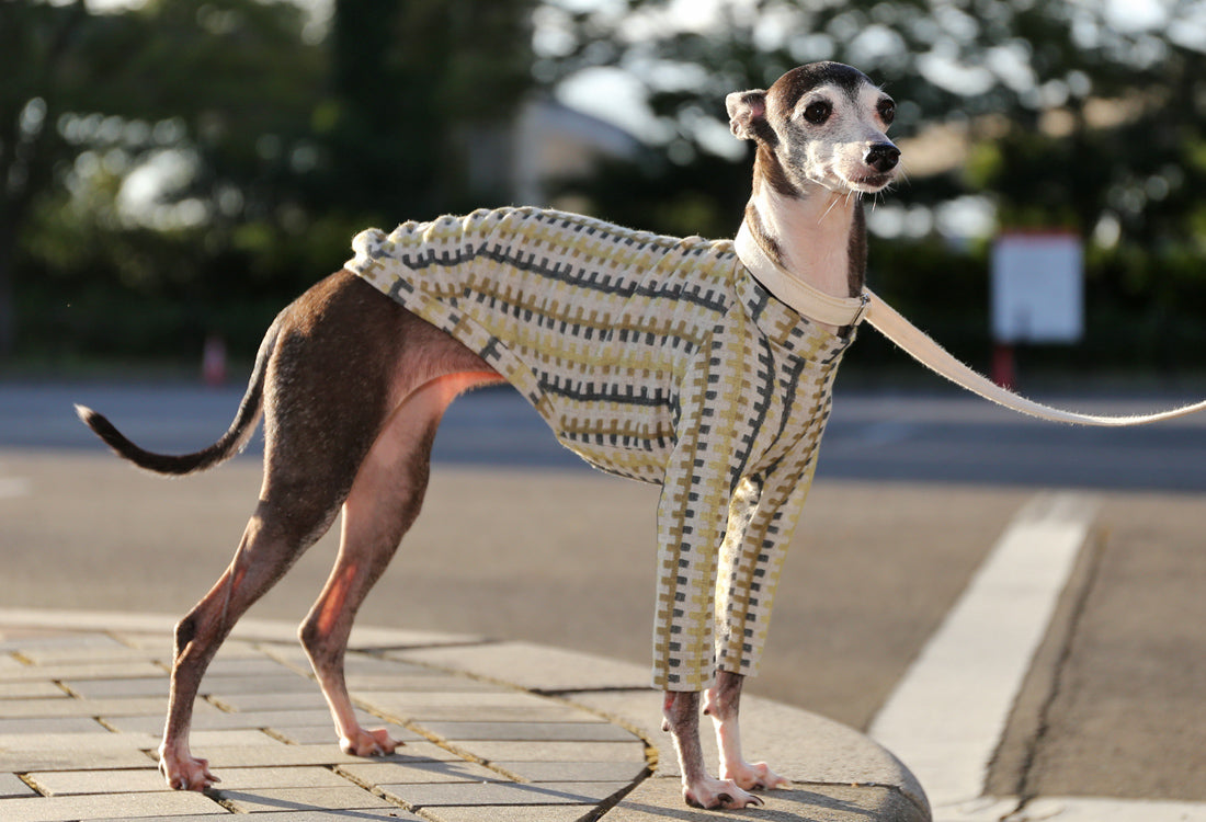 HAKO striped  (leaf green)- Italian Greyhound Clothes