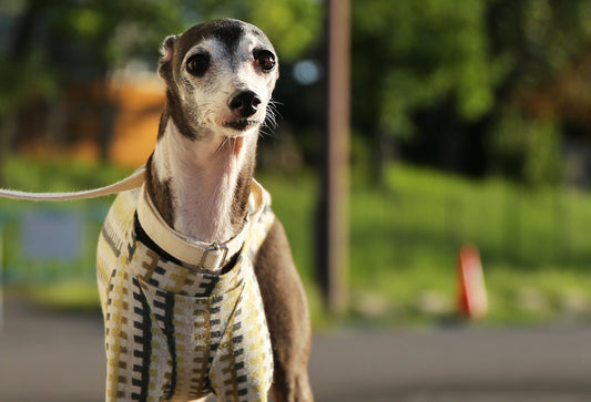 HAKO striped  (leaf green)- Italian Greyhound Clothes