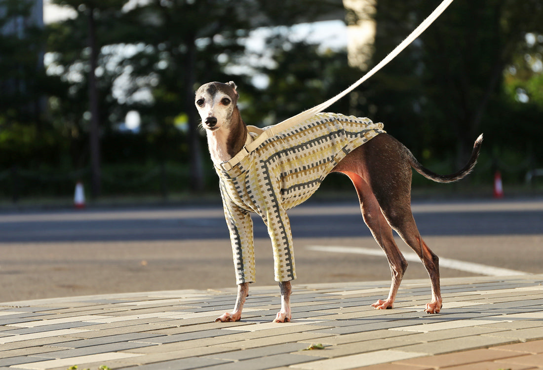 HAKO striped  (leaf green)- Italian Greyhound Clothes