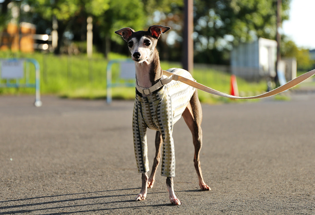 HAKO striped  (leaf green)- Italian Greyhound Clothes