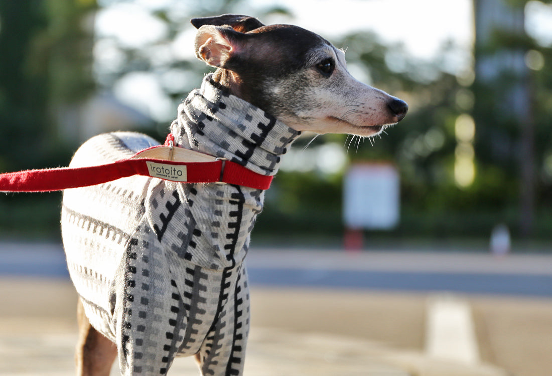 HAKO striped  (eclipse)- Italian Greyhound Clothes