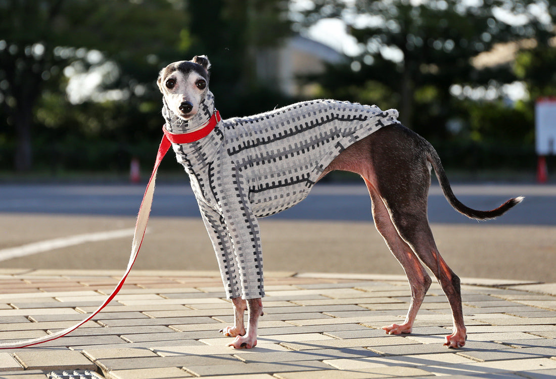 HAKO striped  (eclipse)- Italian Greyhound Clothes