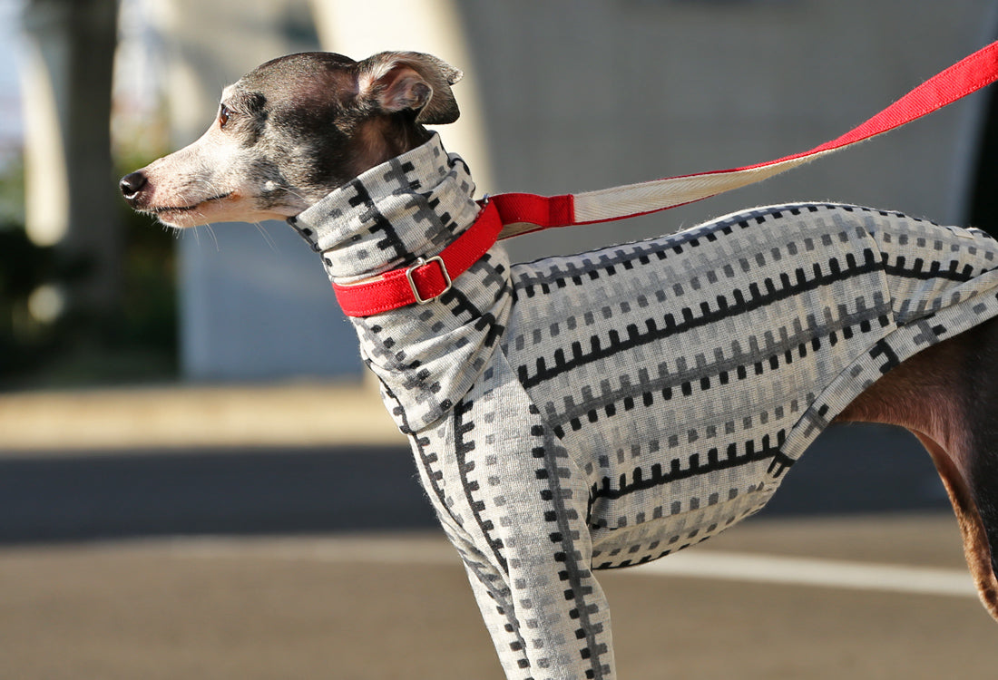 HAKO striped  (eclipse)- Italian Greyhound Clothes