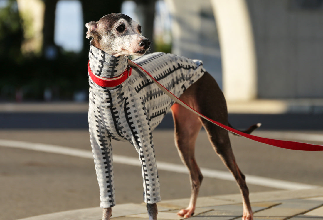 HAKO striped  (eclipse)- Italian Greyhound Clothes