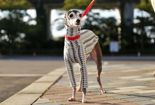 HAKO striped  (eclipse)- Italian Greyhound Clothes