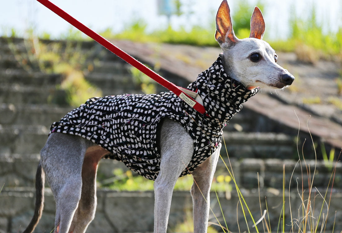 Chirimen (kasumi) - Italian Greyhound Clothes