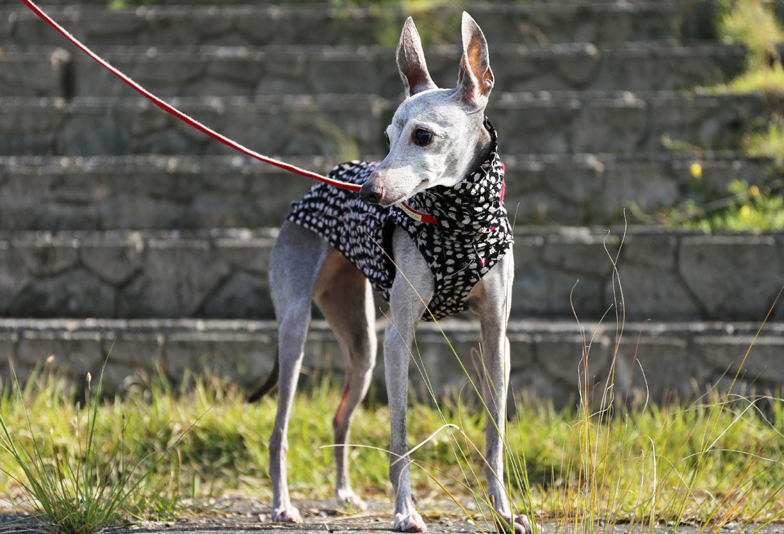 Chirimen (kasumi) - Italian Greyhound Clothes