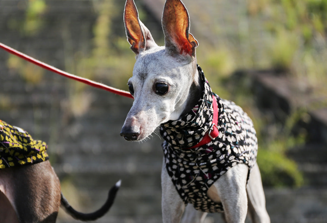 Chirimen (kasumi) - Italian Greyhound Clothes