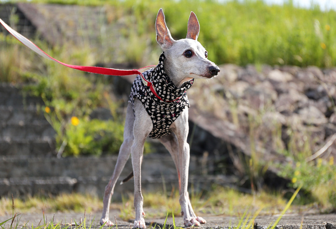 Chirimen (kasumi) - Italian Greyhound Clothes