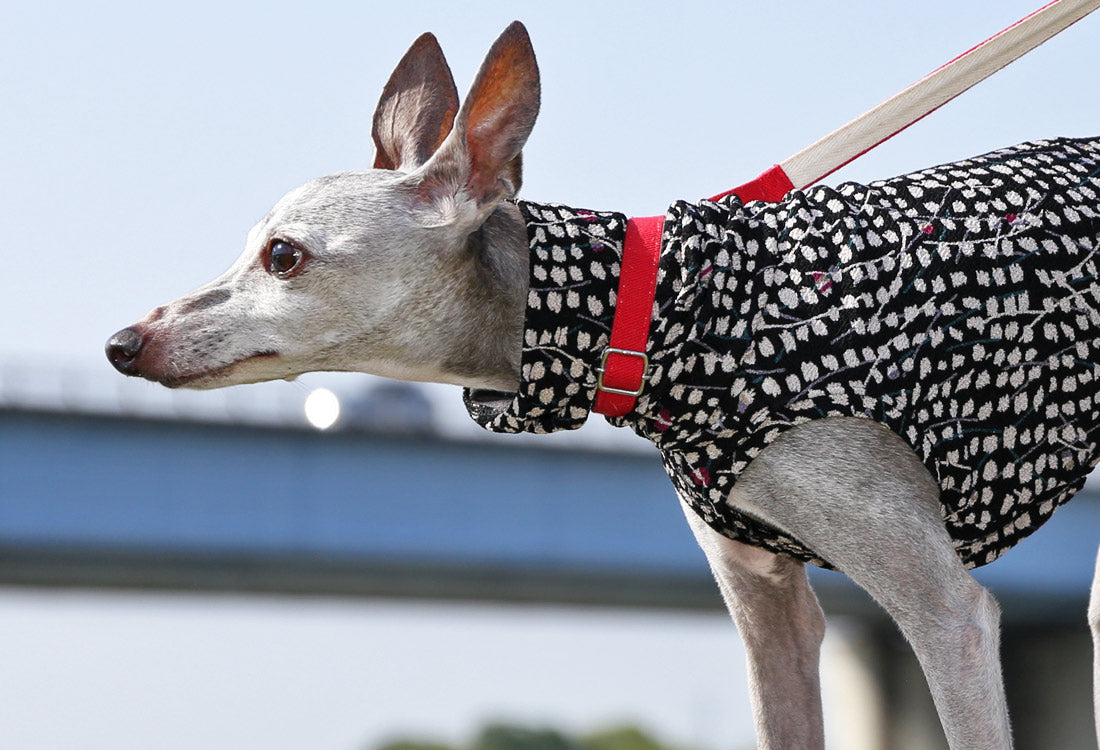 Chirimen (kasumi) - Italian Greyhound Clothes