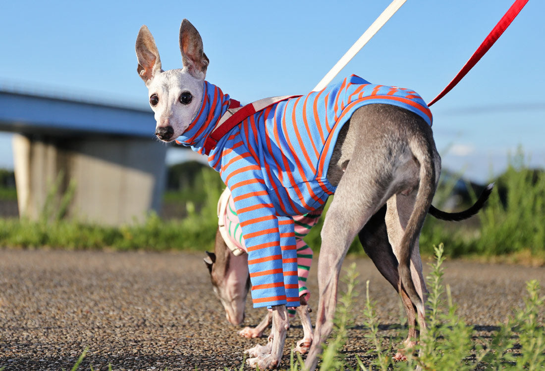 Cotton stripe (majolica blue) - Italian Greyhound Clothes