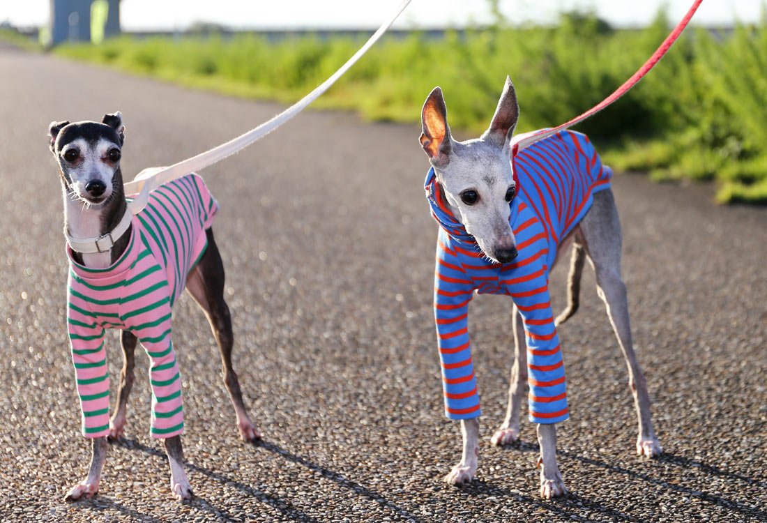 Cotton stripe (majolica blue) - Italian Greyhound Clothes