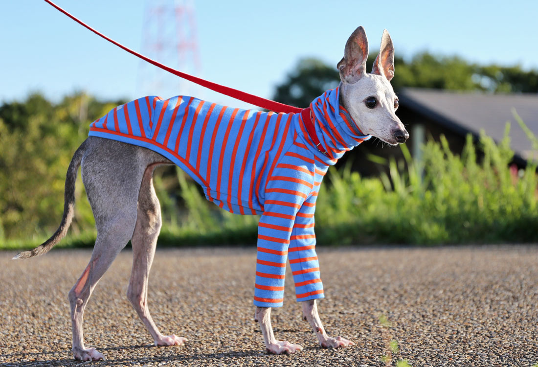 Cotton stripe (majolica blue) - Italian Greyhound Clothes