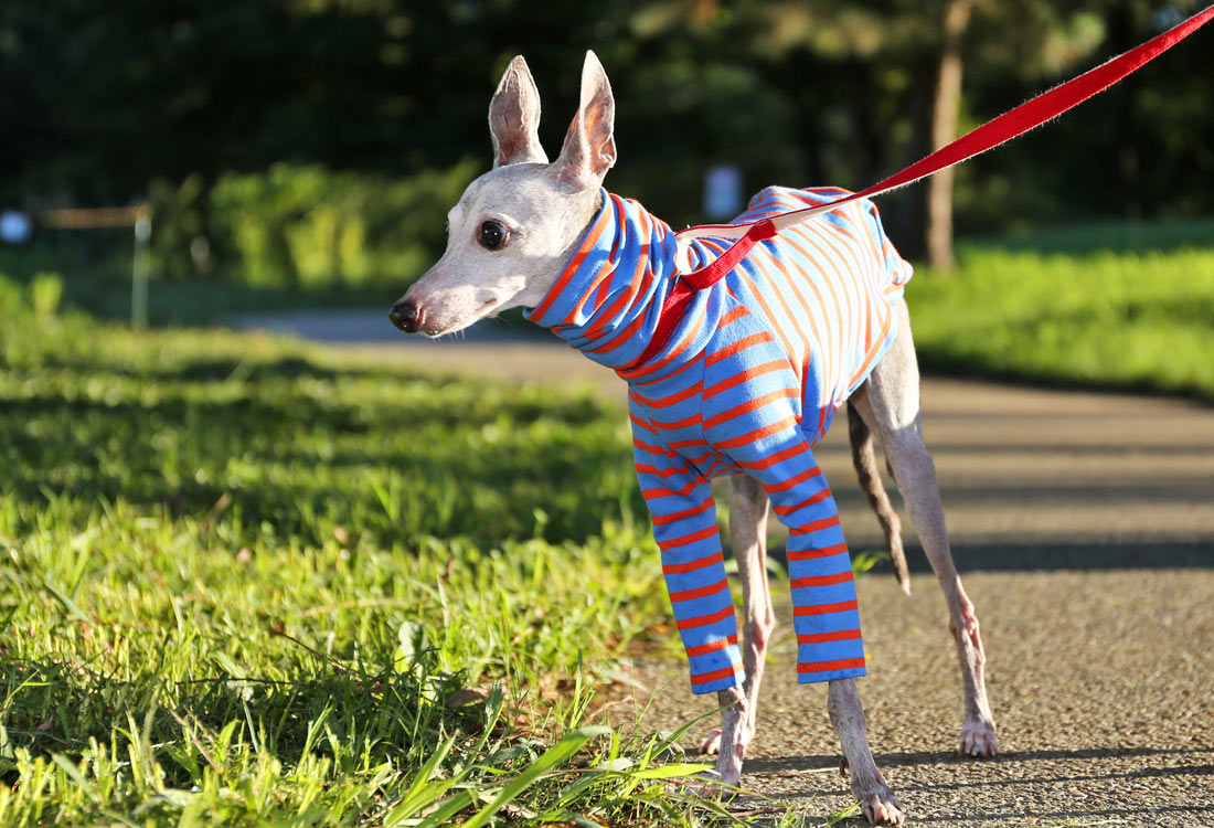 Cotton stripe (majolica blue) - Italian Greyhound Clothes