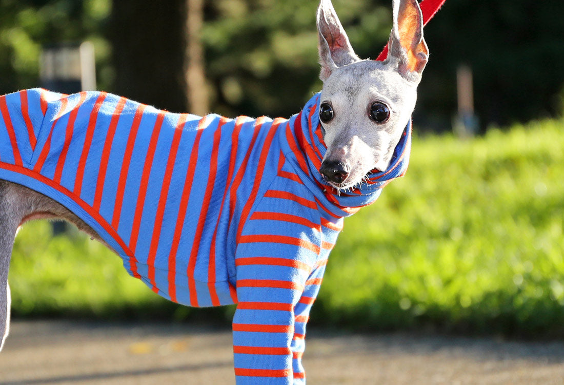 Cotton stripe (majolica blue) - Italian Greyhound Clothes