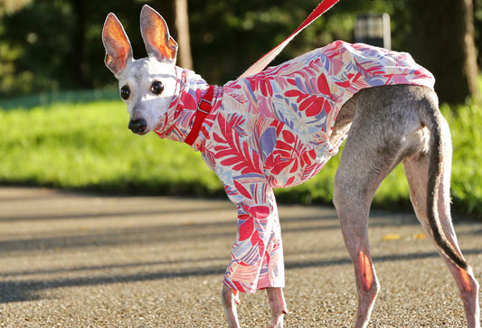 Botanical pattern (pink) - Italian Greyhound Clothes